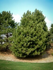 Сосна Чёрная (Pinus Nigra) купить по цене от 270.00р. в интернет-магазине «Посадика» с доставкой почтой в в Сыктывкаре и по всей России – [изображение №1].