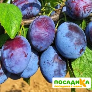 Слива Чачакская ранняя купить по цене от 229.00р. в интернет-магазине «Посадика» с доставкой почтой в в Сыктывкаре и по всей России – [изображение №1].