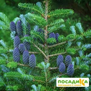 Пихта корейская (Abies koreana) купить по цене от 450.00р. в интернет-магазине «Посадика» с доставкой почтой в в Сыктывкаре и по всей России – [изображение №1].