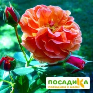 Роза Арабия купить по цене от 350.00р. в интернет-магазине «Посадика» с доставкой почтой в в Сыктывкаре и по всей России – [изображение №1].