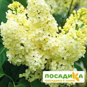 Сирень Примроуз (Primrose) купить по цене от 529.00р. в интернет-магазине «Посадика» с доставкой почтой в в Сыктывкаре и по всей России – [изображение №1].