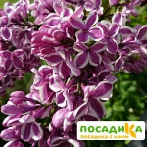 Сирень Сенсация купить по цене от 529.00р. в интернет-магазине «Посадика» с доставкой почтой в в Сыктывкаре и по всей России – [изображение №1].