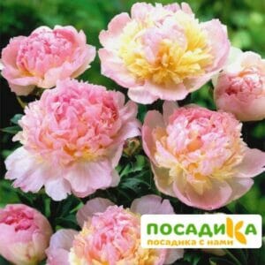 Пион Распберри Сандей (Paeonia Raspberry Sundae) купить по цене от 959р. в интернет-магазине «Посадика» с доставкой почтой в в Сыктывкаре и по всей России – [изображение №1].