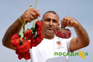 Клубника Гигант Джорнея купить по цене от 266р. в интернет-магазине «Посадика» с доставкой почтой в в Сыктывкаре и по всей России – [изображение №1].