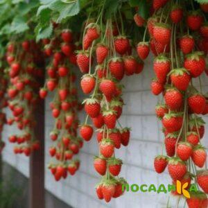 Клубника вьющаяся Комплимент купить по цене от 470р. в интернет-магазине «Посадика» с доставкой почтой в в Сыктывкаре и по всей России – [изображение №1].