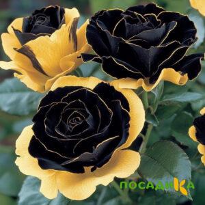 Роза Ханни Сикл купить по цене от 700р. в интернет-магазине «Посадика» с доставкой почтой в в Сыктывкаре и по всей России – [изображение №1].