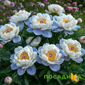 Пион акварельный Этюд купить по цене от 806р. в интернет-магазине «Посадика» с доставкой почтой в в Сыктывкаре и по всей России – [изображение №1].