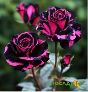 Роза Багровый Шепот купить по цене от 366р. в интернет-магазине «Посадика» с доставкой почтой в в Сыктывкаре и по всей России – [изображение №1].