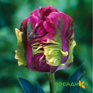 Тюльпан Экзотик Хэвен купить по цене от 186р. в интернет-магазине «Посадика» с доставкой почтой в в Сыктывкаре и по всей России – [изображение №1].