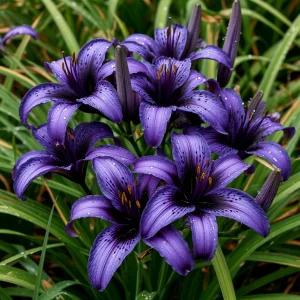 Лилейник Блю Айрис купить по цене от 324р. в интернет-магазине «Посадика» с доставкой почтой в в Сыктывкаре и по всей России – [изображение №1].