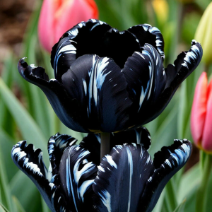 Тюльпан Шелк Нуар купить по цене от 219р. в интернет-магазине «Посадика» с доставкой почтой в в Сыктывкаре и по всей России – [изображение №1].